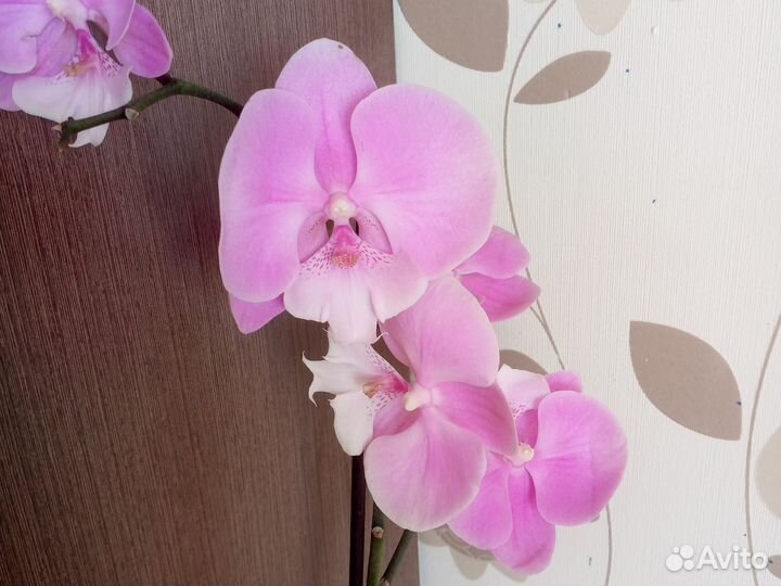 Орхидея Биг лип 