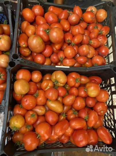 Помидоры