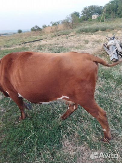 Быки на откорм