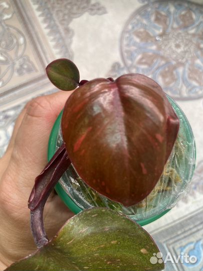 Филодендрон оранжевая принцесса