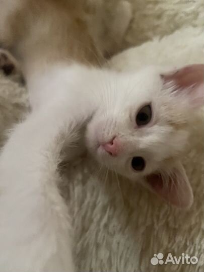 Котенок девочка