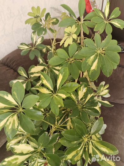 Шефлера вариегатная