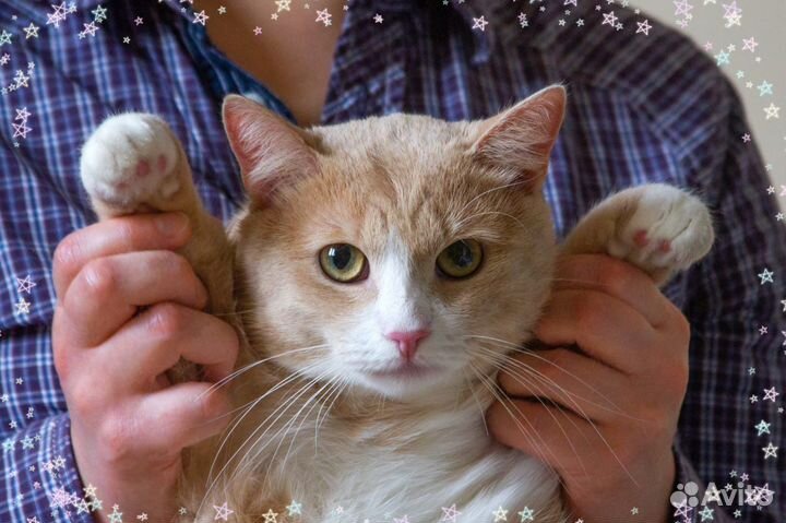 Рыжий кот, хочет жить, в дар, в добрые руки