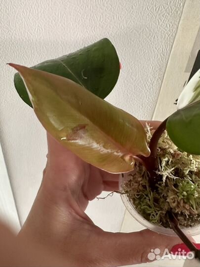 Филодендрон ред андерсон