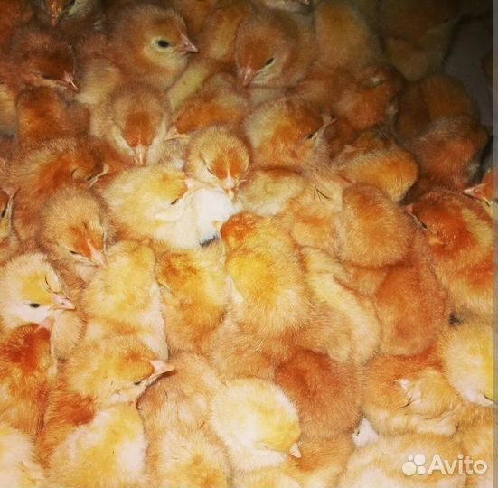 Курочки подрощеные и суточные
