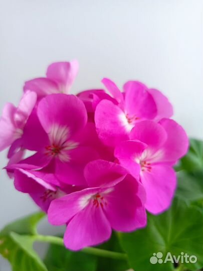 Пеларгонии сортовые