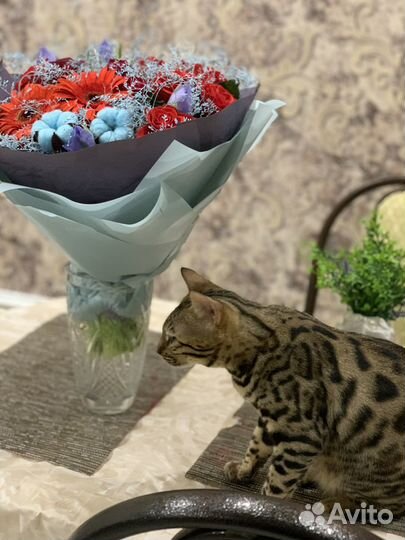 Потерялась кошка