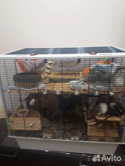 4 дегу ищут добрые руки (мальчики)