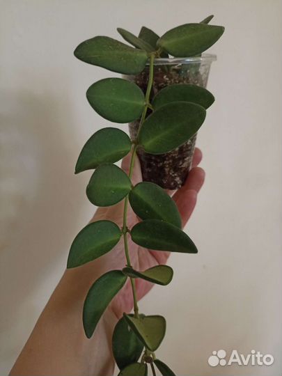 Хойи: Куртизи, DS - 70, Макрофила