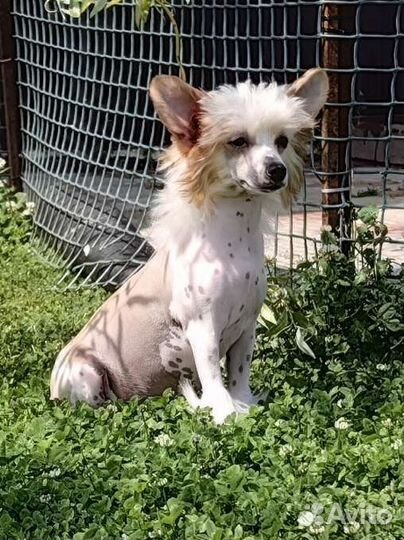 Китайская хохлатая голая