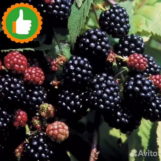 Саженцы ежевика Дарроу