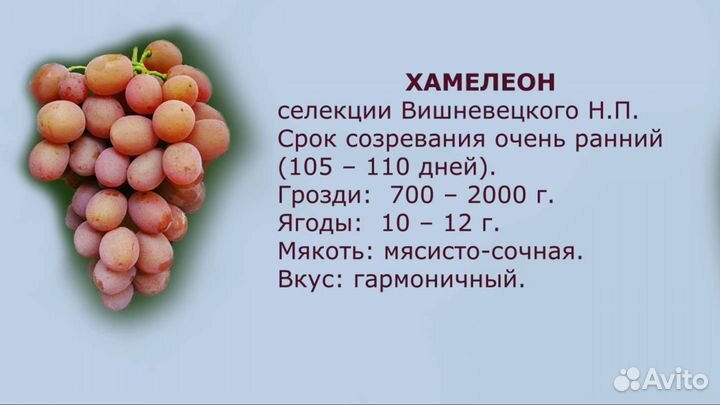 Черенки и саженцы винограда