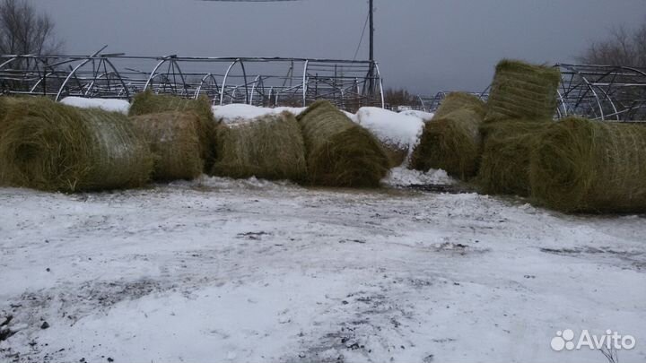 Постой лошадей, верховые прогулки