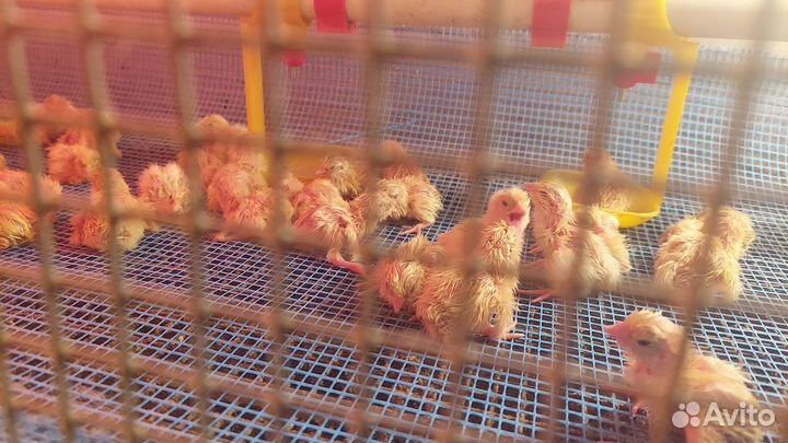 Перепелки несушки