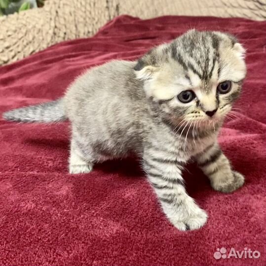 Шотландские котята