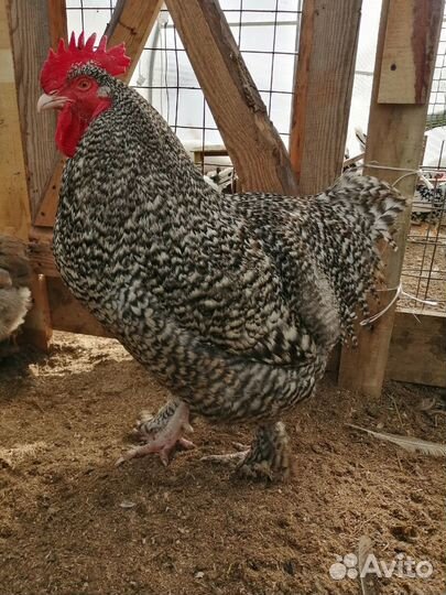 Инкубационное яйцо породной птицы