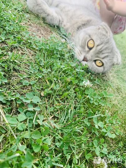 Кошка бесплатно