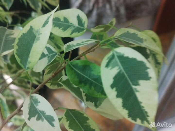 Фикус бенджамина