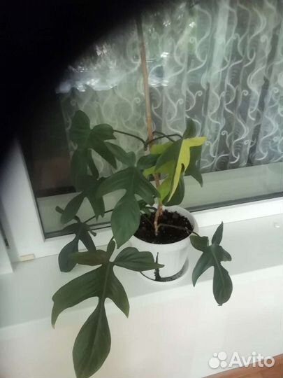 Филодендрон Маска