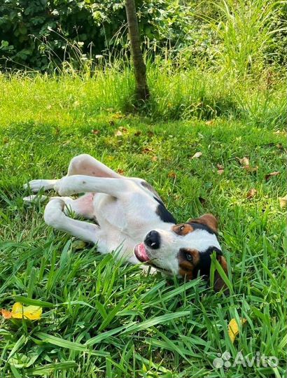 Щенок Брюс в добрые руки