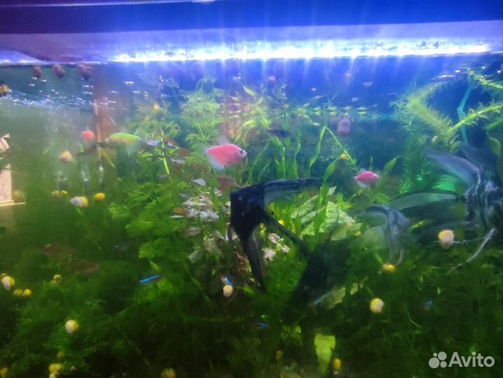 Аквариумное растение