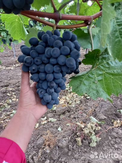 Виноград Саперави и Молдова
