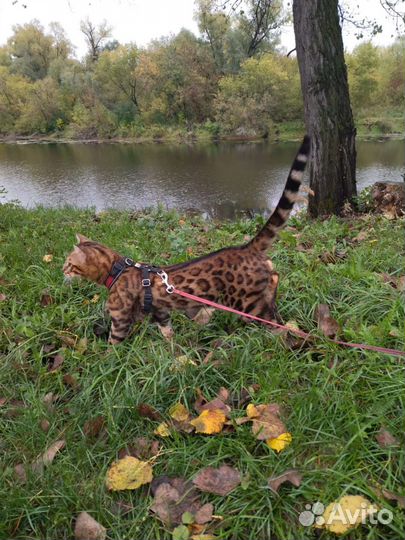 Бенгальский кот на вязку