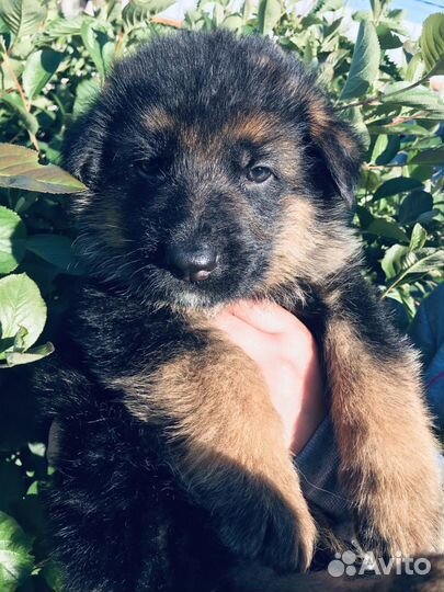 Щенки немецкой овчарки