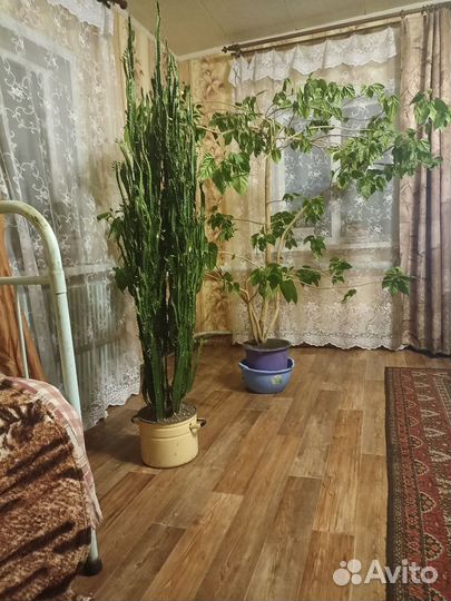 Кактус молочай