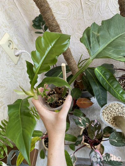 Филодендрон