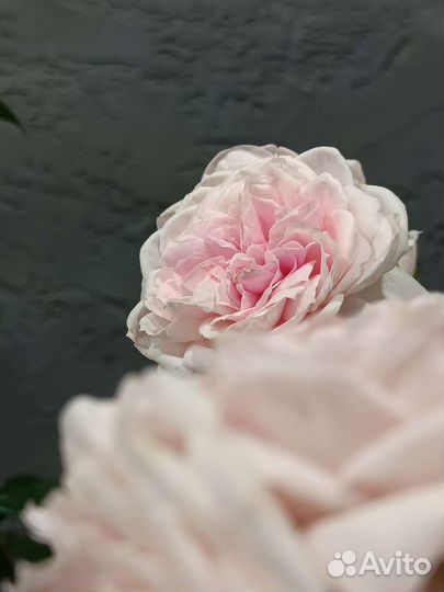 Пионовидные розы саженцы