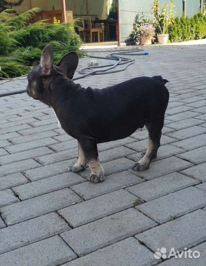 Французкий бульдог. Мальчик голубой окрас щенки