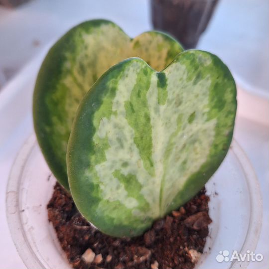 Hoya Kerrii spot center, spot margin