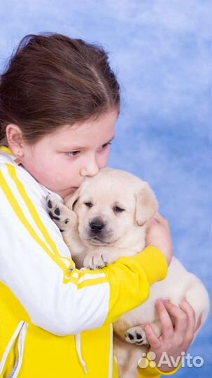 Щенки лабрадора