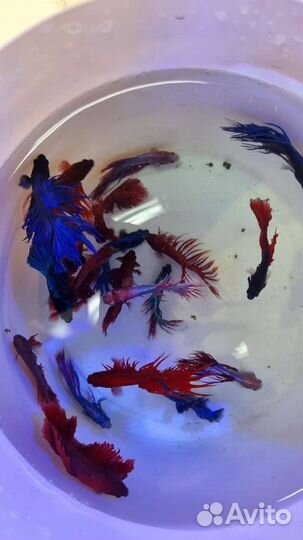 Аквариумные рыбки и растения