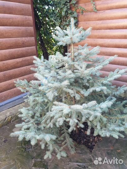 Ель голубая
