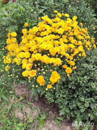 Хоизонтема мультифлора