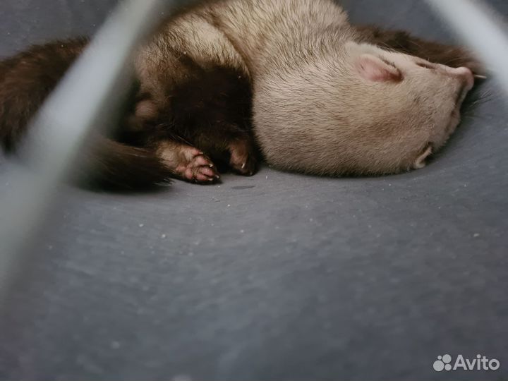 Домашний хорек