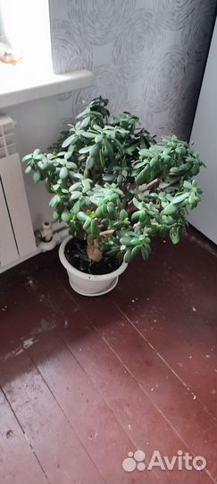 Денежное дерево