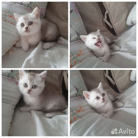 Шотландские котята
