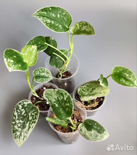 Комнатные растения