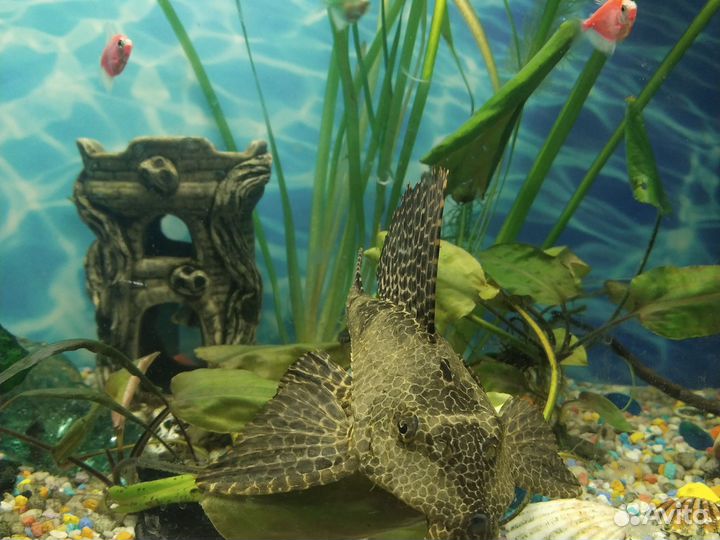 Сом птеригоплихт