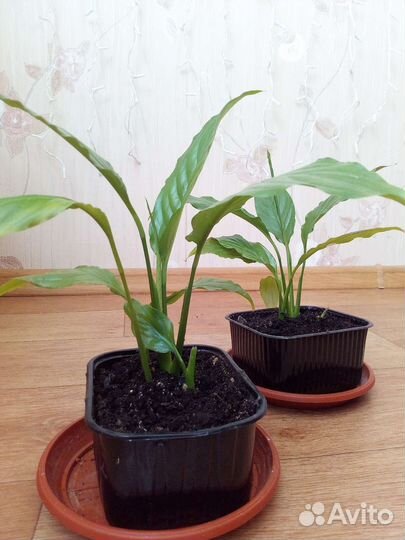 Спатифиллум, Гиппеаструм