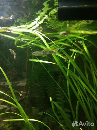 Гуппи, улитки