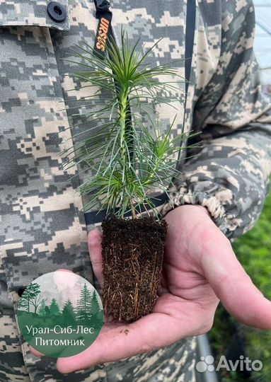 Сеянцы зкс Сосна Ель Лиственница окс Голуб Горн