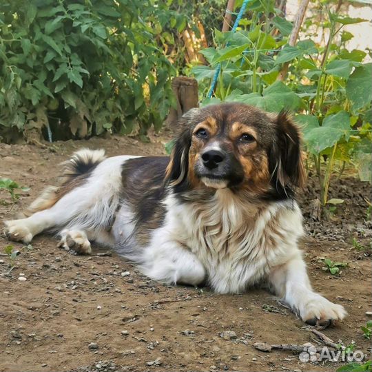 Боня ищет дом