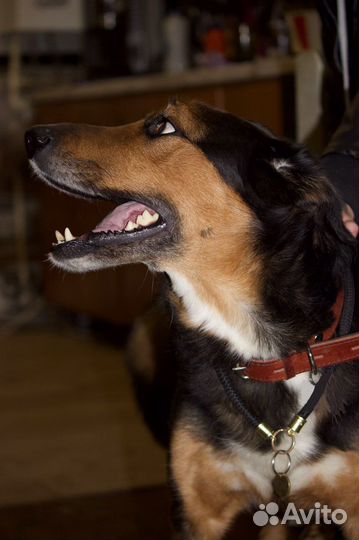 Рекс - шикарный пёс ищет дом