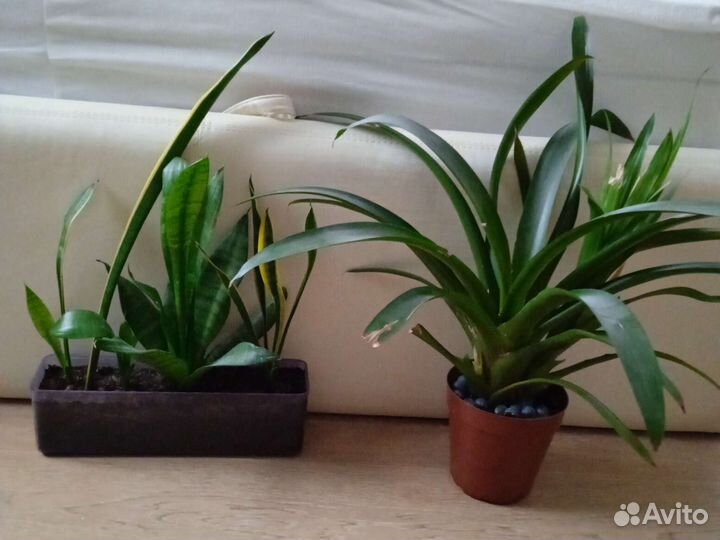 Цветы пальма кактус Замиокулькас диффенбахия