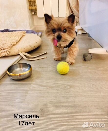 Домашняя передержка животных