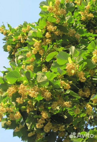 Липа мелколистная, саженцы зкс